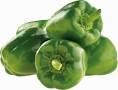 Zelena paprika
